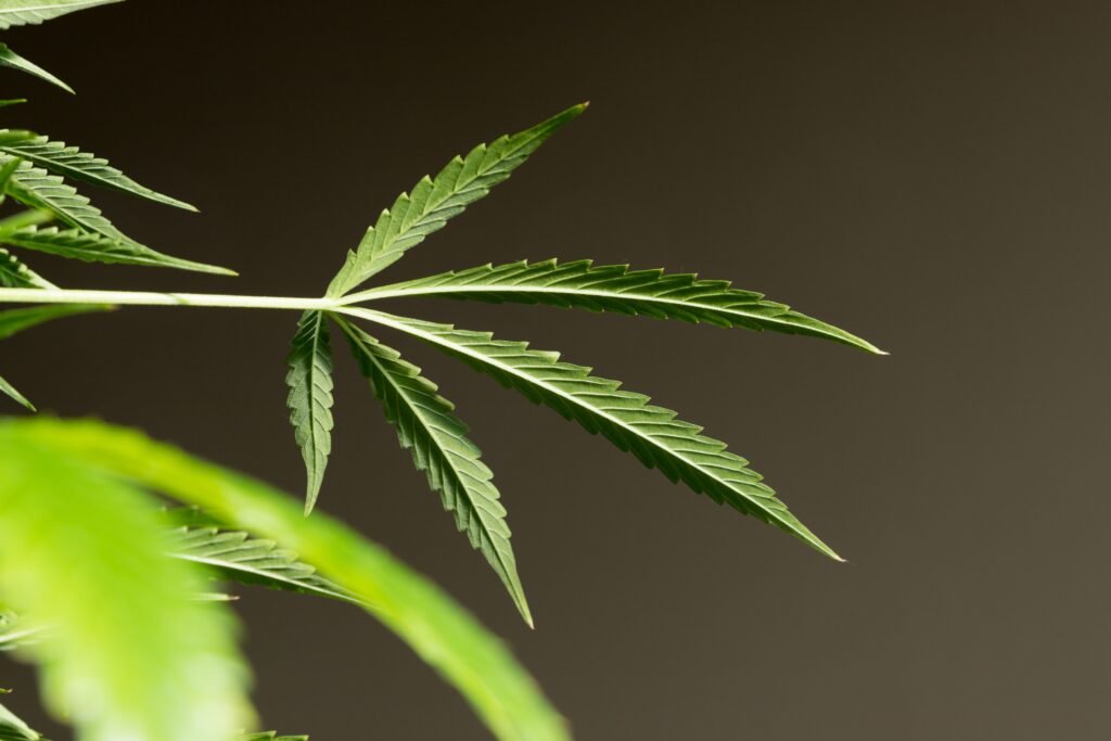 What Hemp Businesses Need to Know About the New Government Re-Opening Bill: A Legal Guide for Hemp Operators